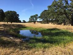 A little water left in the small pond