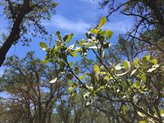 Green leaves on oak twig