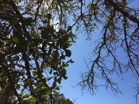 oak branches against blue sky