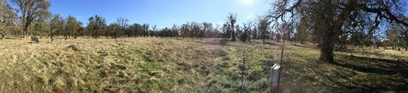 Panorama of oak savanna with some green grass