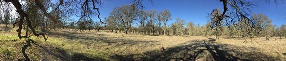 Panorama of oak savanna