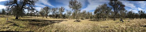Panorama of oak savanna