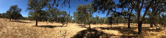 Panorama of oak savanna