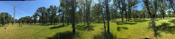 A tree in a field  Description automatically generated