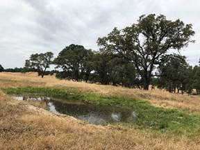 A tree in a grassy field  Description automatically generated