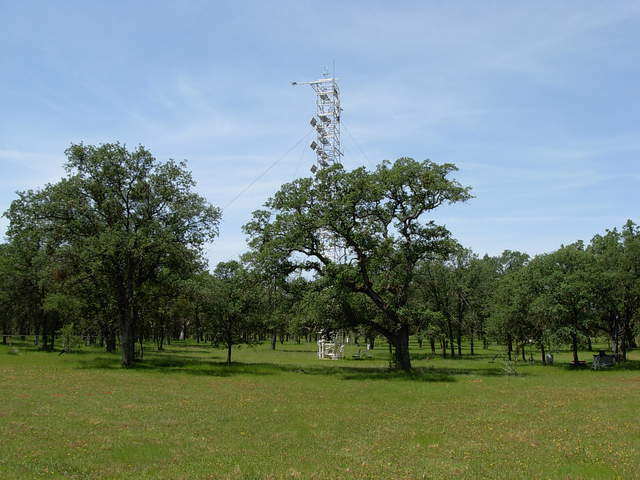 Tonzi flux site