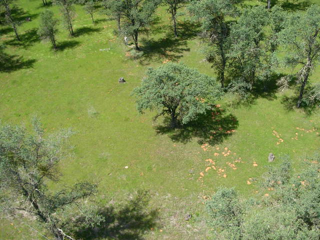 From the top of flux tower