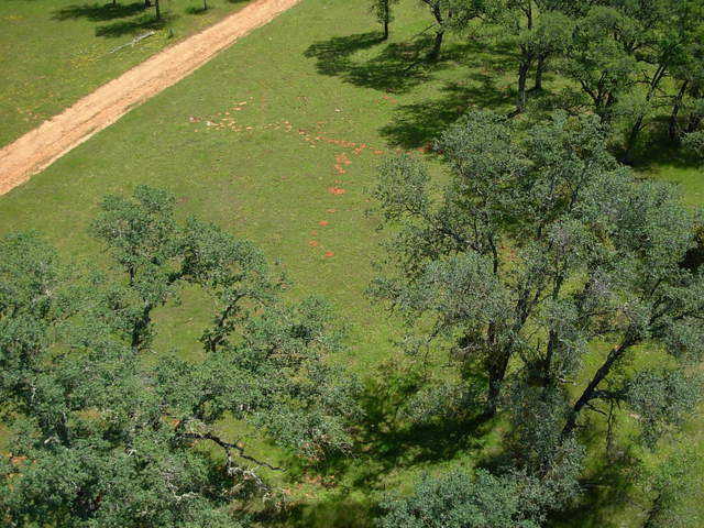 Reference 2 grass