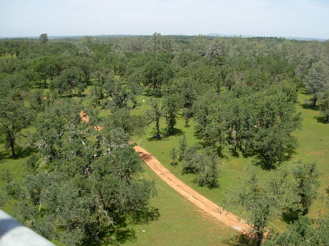 From top of flux tower