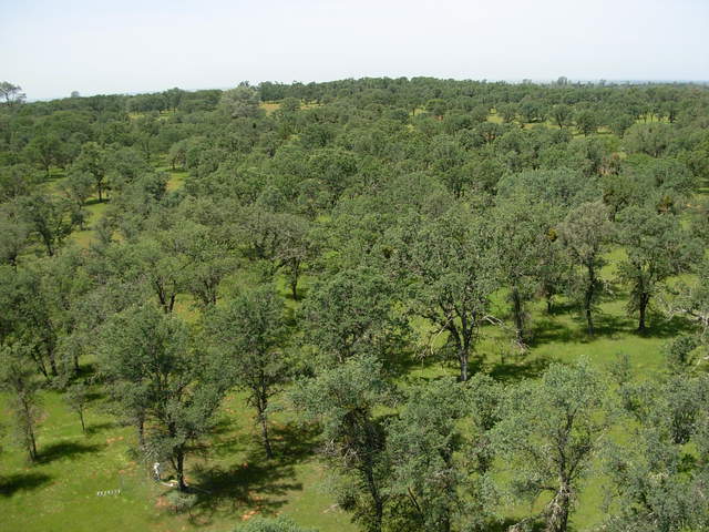 From top of flux tower