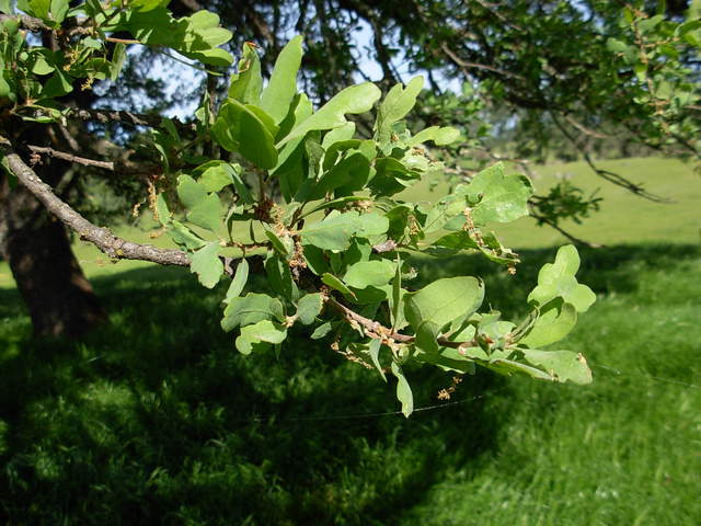 Much grown leaves at Vaira ranch
