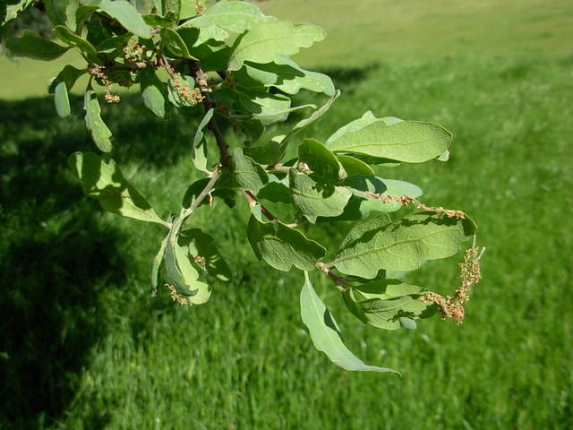 Much grown leaves at Vaira ranch
