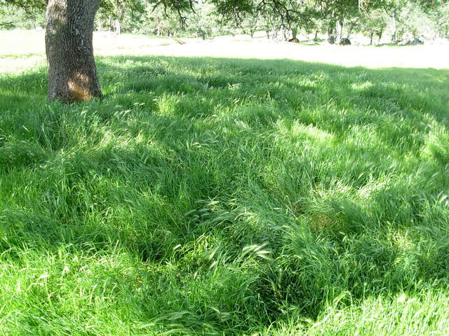 Under a canopy. It looks cows enjoy this place. Very tall grass. 