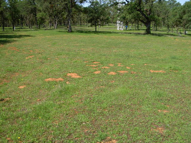 Reference 1 grass in Tonzi ranch