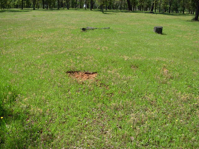 Reference 2 grass in Tonzi ranch