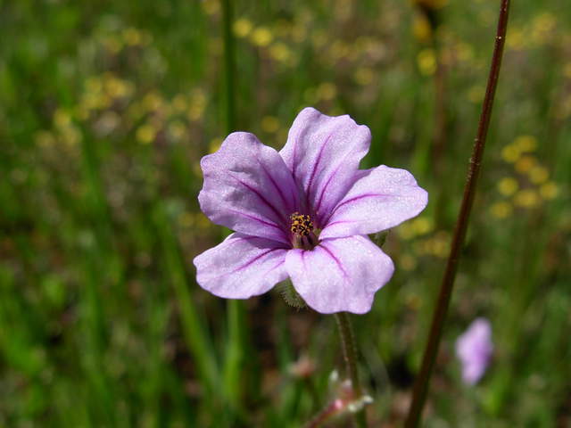 A flower in Tonzi ranch