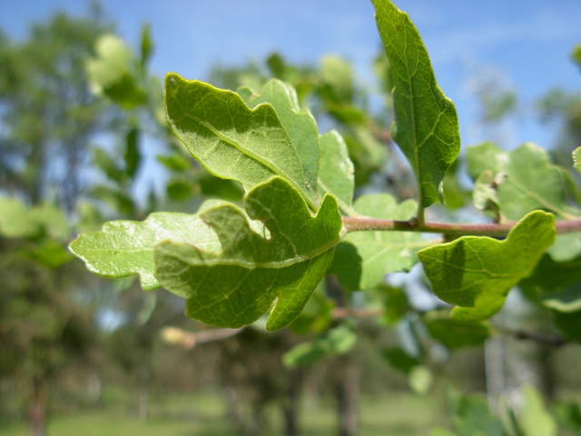 Dramatically grown leaves during 2 weeks in Tonzi ranch