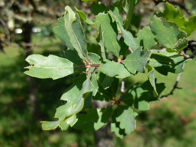 Leaves in Tonzi ranch