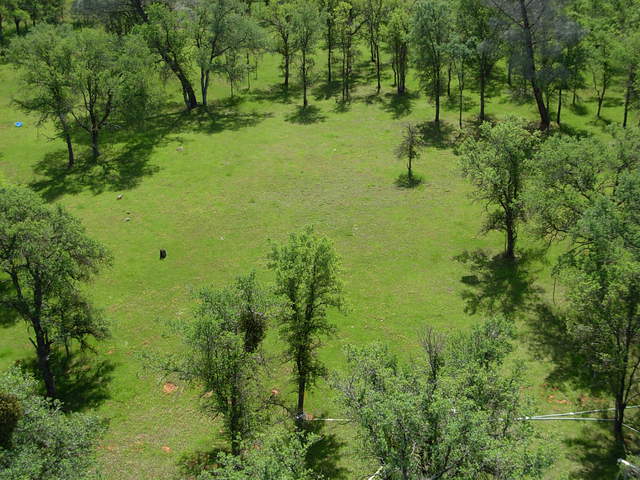 Reference 2 grass
