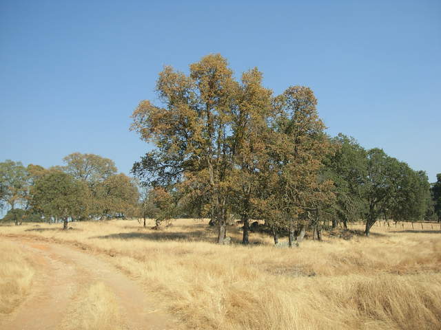 Leaves of several blue oaks turned to yellow!