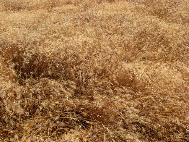 Grasses in vaira site. Bright colors, causing high albedo