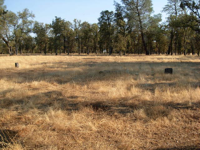 Reference 2 grass