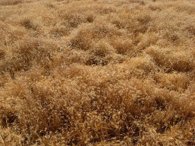 Bright dead grasses which increase surface albedo