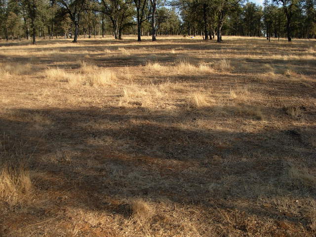 Reference 1 grass at Tonzi