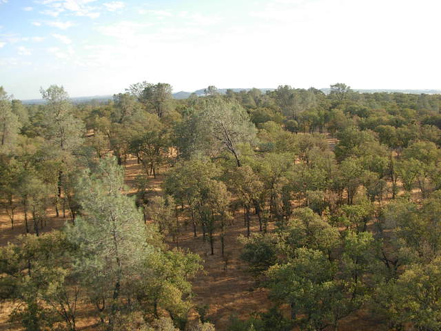 From the top of flux tower