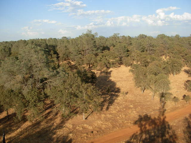 From the top of flux tower