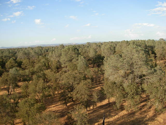 From the top of flux tower