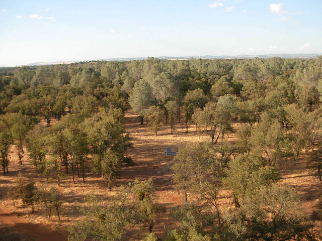 From the top of flux tower