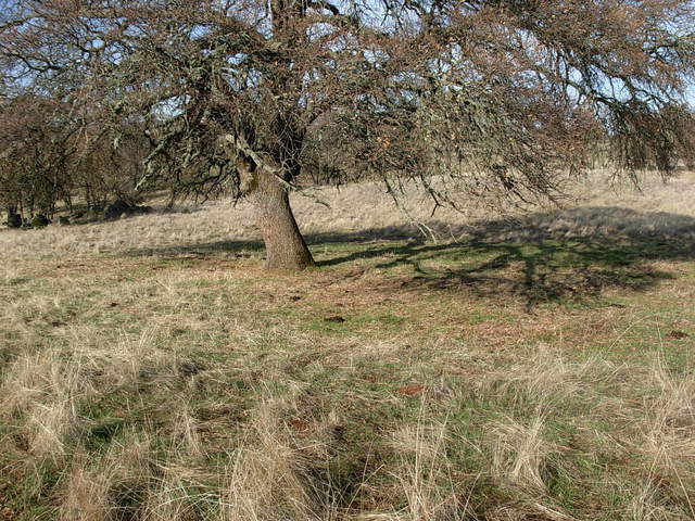 Below the above tree. Green patches