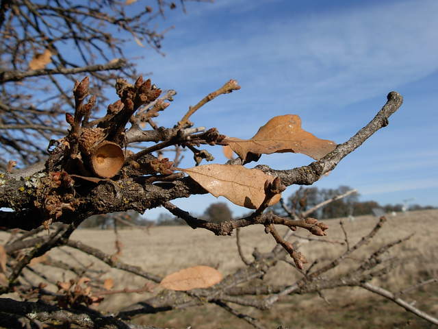 All leaves dead