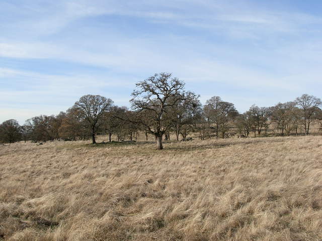 Dead leaves, dead grasses, growing grasses