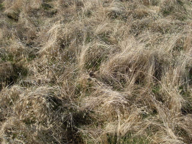 Vaira grasses