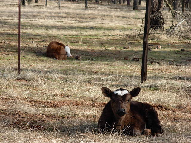 Calves