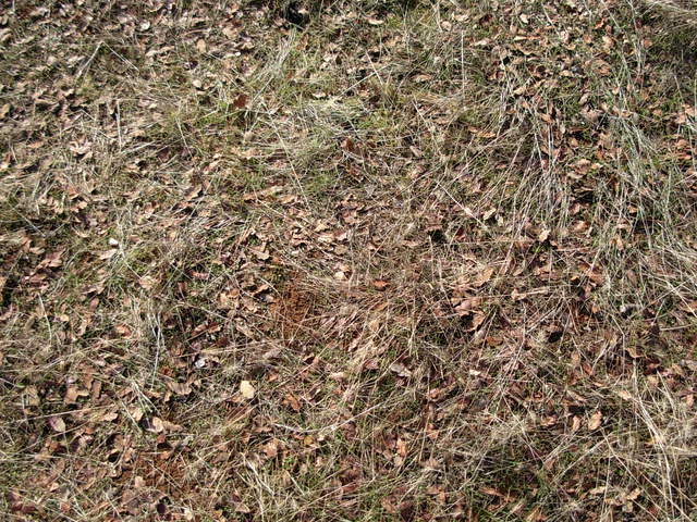 Reference 1 grass