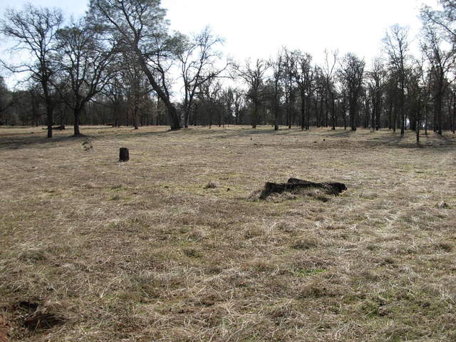 Reference 2 grass