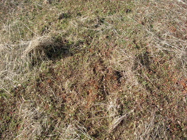 Reference 2 grass