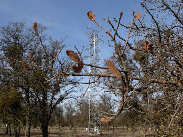 All leaves dead