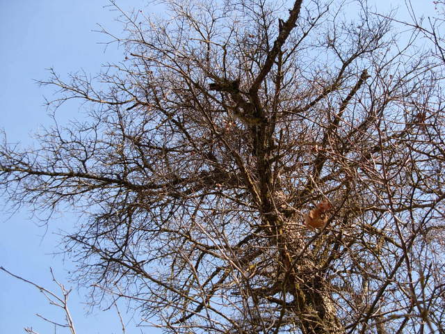No leaves