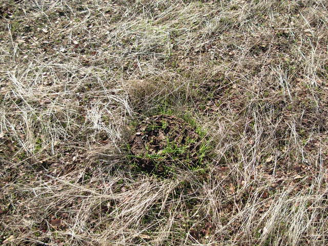 Greener around dung