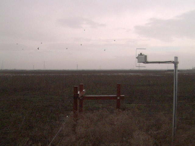 Birds in the sky and water on the field