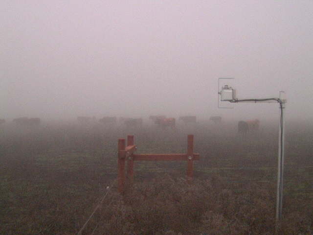 Cows in fog