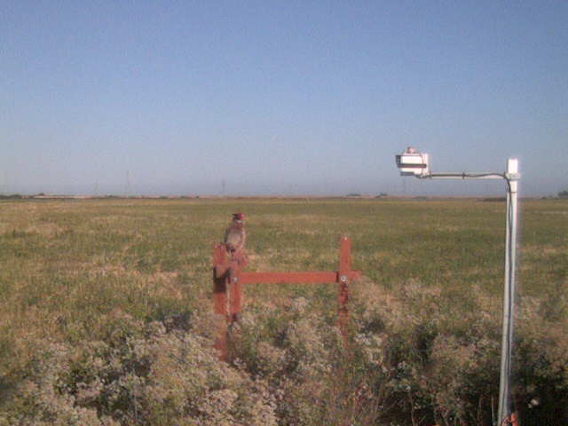 Pheasant on the fence