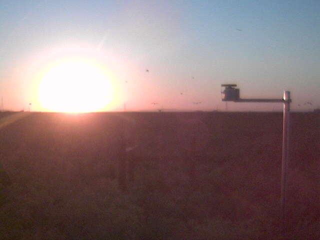 Birds at sunset