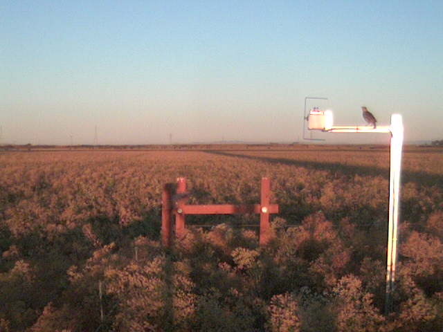 Bird on diffuse radiation boom