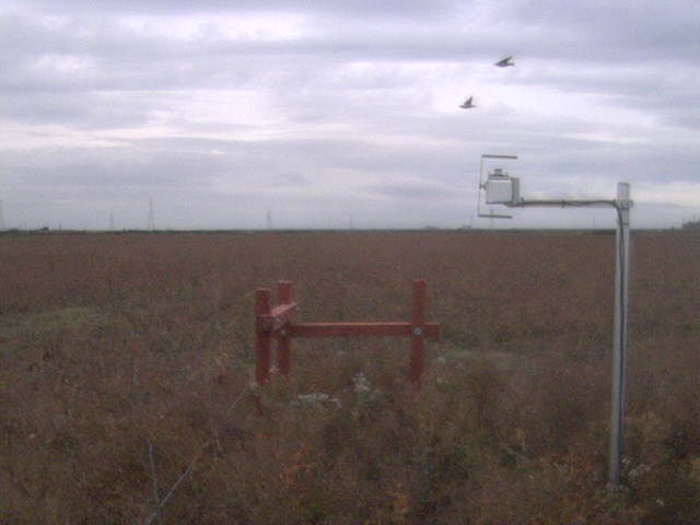 Birds in flight