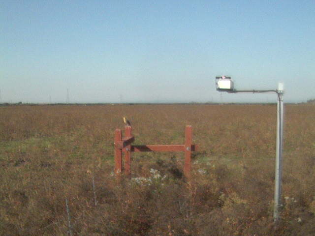 Bird on the fence